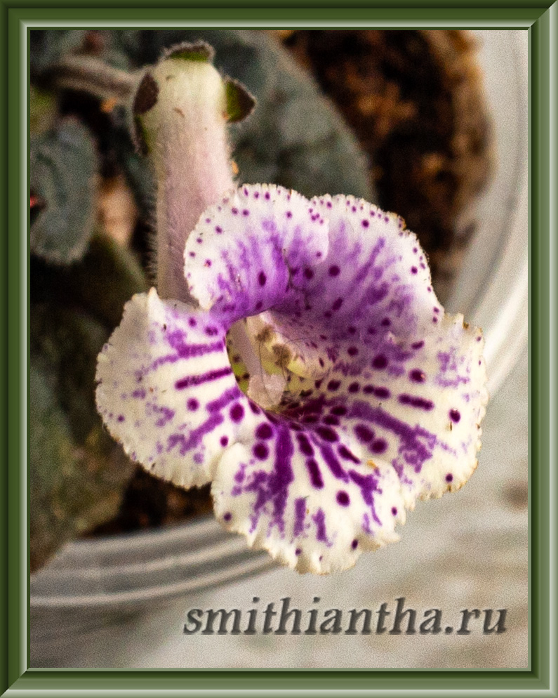 Минисиннингия ⁠SimSIm Wild Orchid