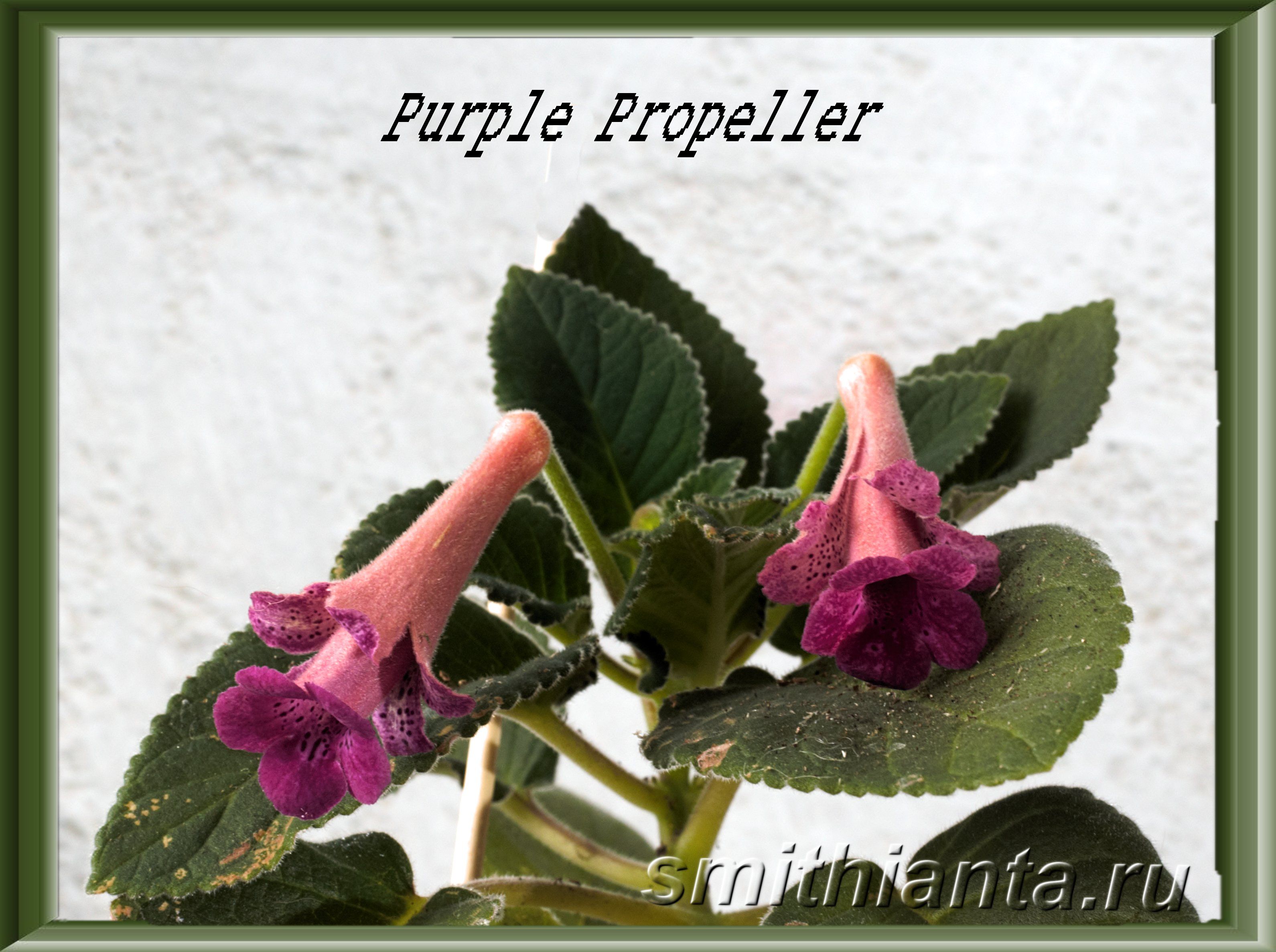 Purple%20Propeller_1.jpg?1686769635