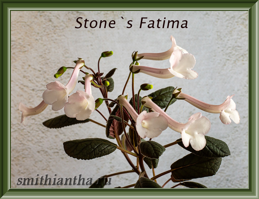 Минисиннингия Stone`s Fatima
