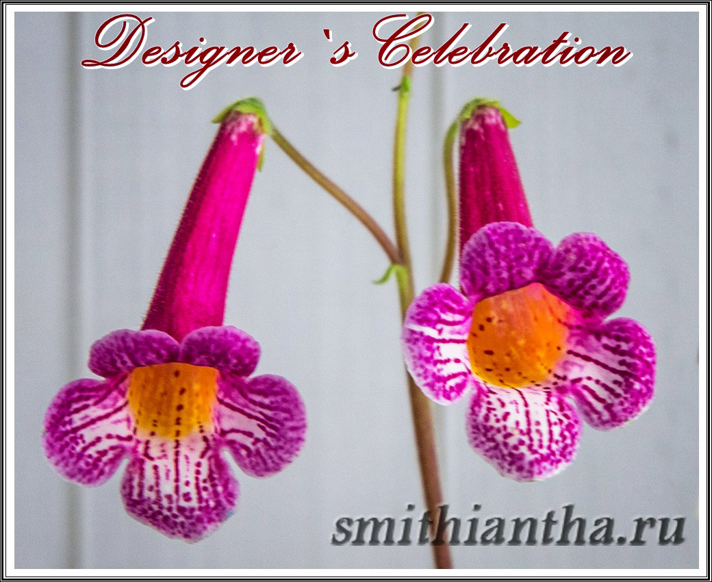 Смитианта Designer`s Celebration