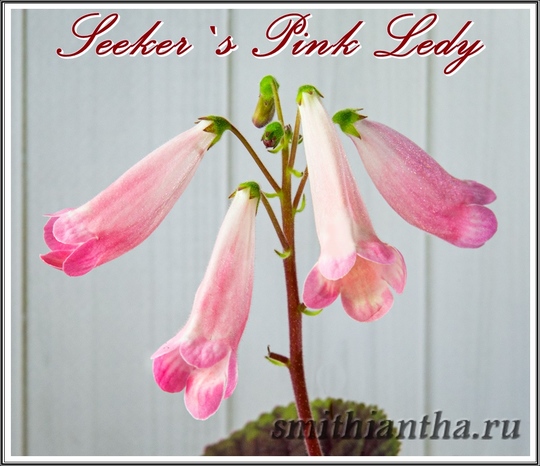 Смитианта Seeker`s Pink Lady